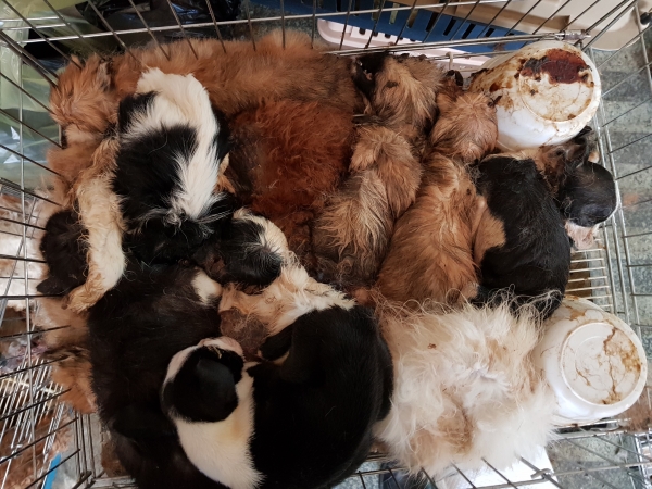 충남 천안시 소재 P펫숍에서 발견된 강아지 사체들.(사진 동물자유연대 제공)