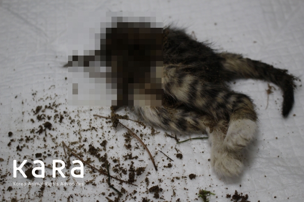 지난 9일 경기 성남시 분당구 한 아파트 단지에서 토막난 새끼 길고양이 사체.(사진 카라 제공)