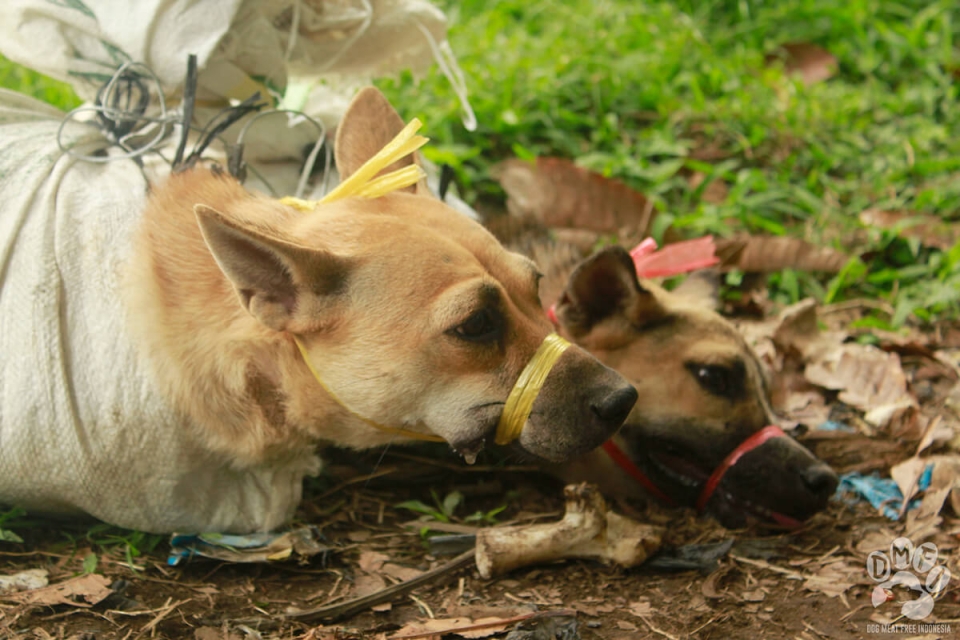 개식용 산업에 희생된 인도네시아 개들.(사진 HSI 제공)