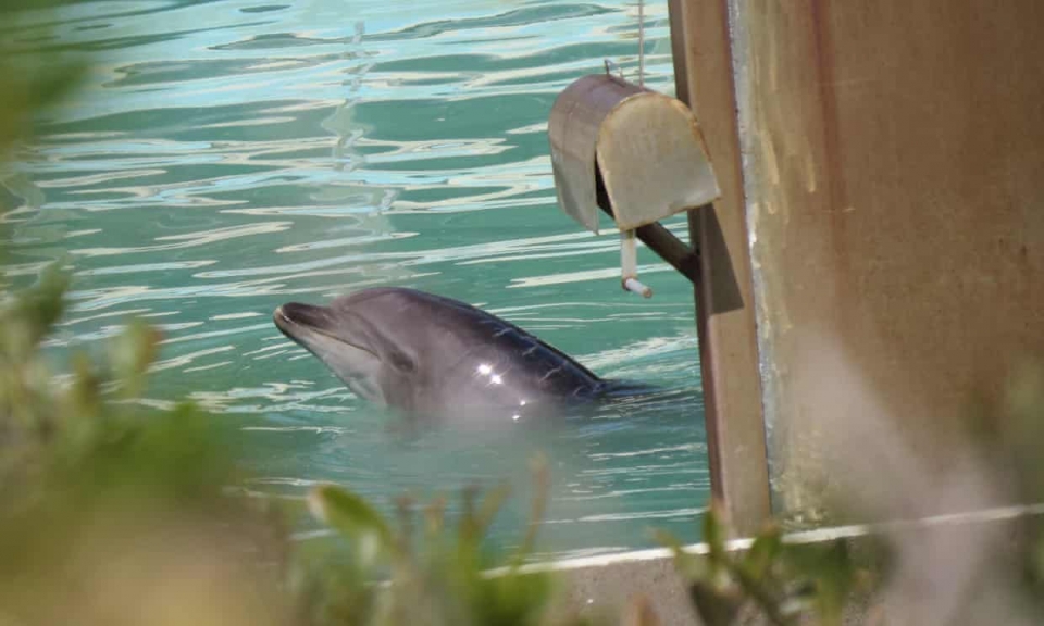 일본 이누보사키 마린파크 아쿠아리움에 방치된 돌고래 '허니'.(사진 일본 동물권리센터 제공)