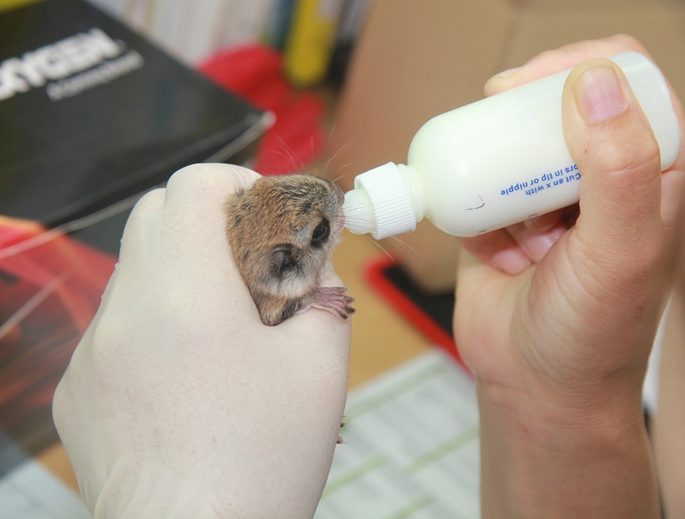 구조된 하늘다람쥐가 우유를 먹는 모습.(사진 경기도야생동물구조센터 제공)