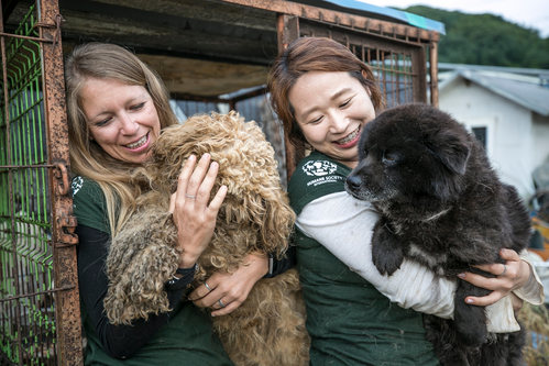 HSI는 지난 2015년부터 한국에서 12곳의 식용견 농장 폐쇄를 이끌어 1400여마리의 개들을 구조해 해외로 입양보냈다.(자료사진)