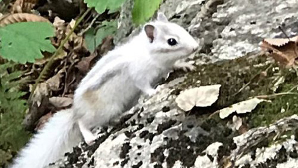 지난달 25일 설악산 설악폭포 인근 탐방로에서 알비노 다람쥐가 발견됐다.(사진 설악산국립공원사무소 제공)