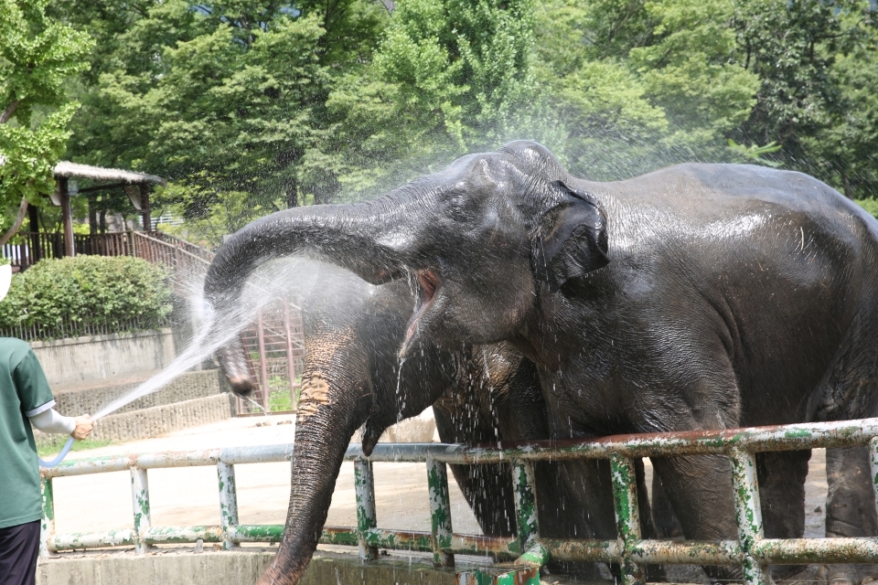 아시아코끼리.(자료사진 서울대공원 동물원 제공)