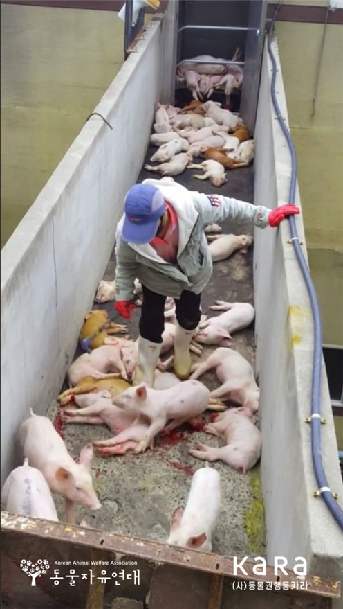 경남 사천 소재 돼지 농장의 직원이 어린 돼지를 좁은 공간에 몰아놓고 둔기로 머리를 내려쳐 죽이고 있는 모습.(사진 카라·동물자유연대 제공)
