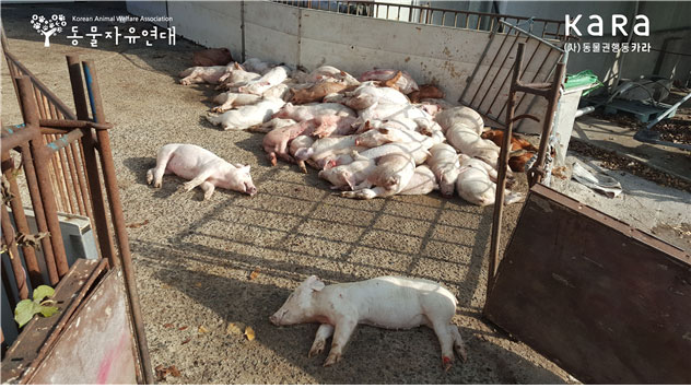 경남 사천 소재 돼지 농장에 돼지 사체가 쌓여 있는 모습.(사진 카라·동물자유연대 제공)