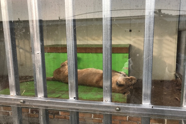 이동동물원에서 전시되는 사자 사육장. 시설 뒤편 오ㅚ부에 방치되어 있다.(사진 어웨어 제공)