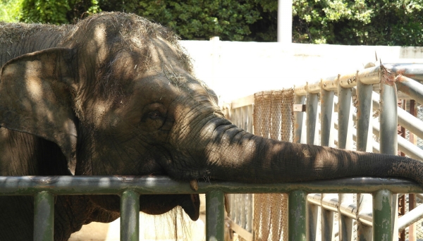 전주동물원에서 사육되고 있는 코끼리.(사진 전주동물원 제공)