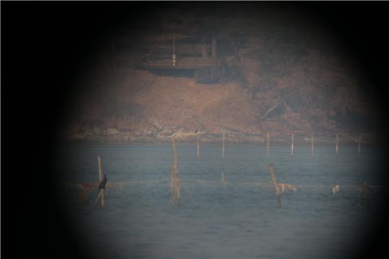 1월 11일 남해 동대만에서 목격된 '큰고니'.(사진=환경부 제공)