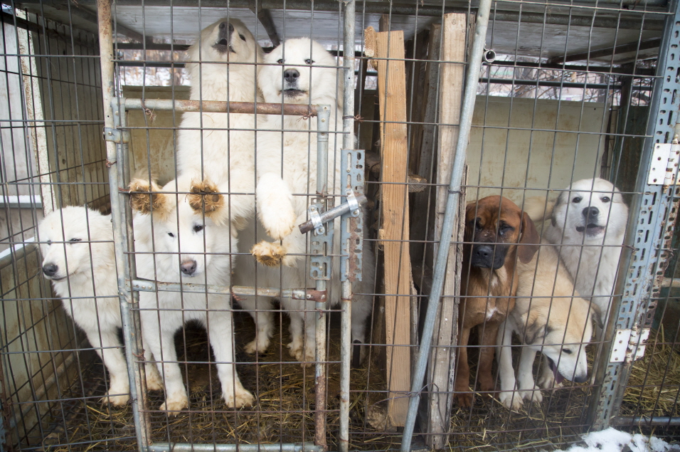 공산품을 찍어내듯 개를 생산하는 일명 '강아지 공장'.(자료사진)