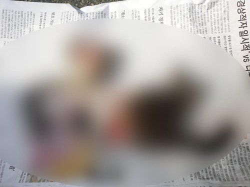 부산 사하구 한 아파트 주차장에서 발견된 길고양이 사체.(사진 부산길고양이보호연대 제공)