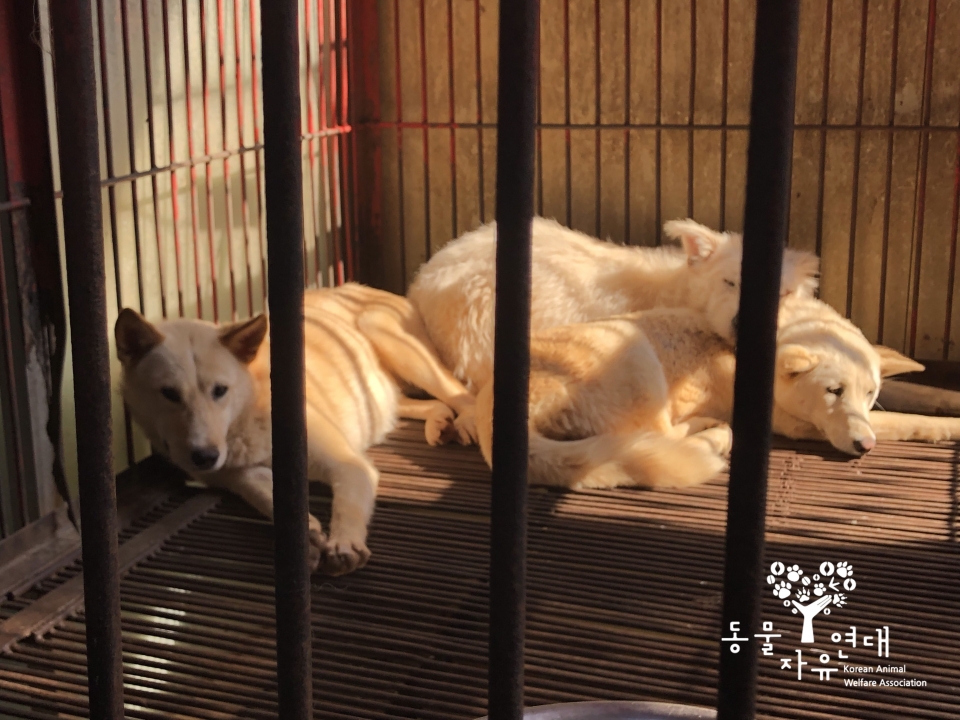 부산 구포시장 내 7개 개고기 판매업소가 지난 21일 동물단체와 협상 끝에 조기폐업을 결정하고  당일부터 개도살을 전면 중단했다.(사진 동물자유연대 제공)