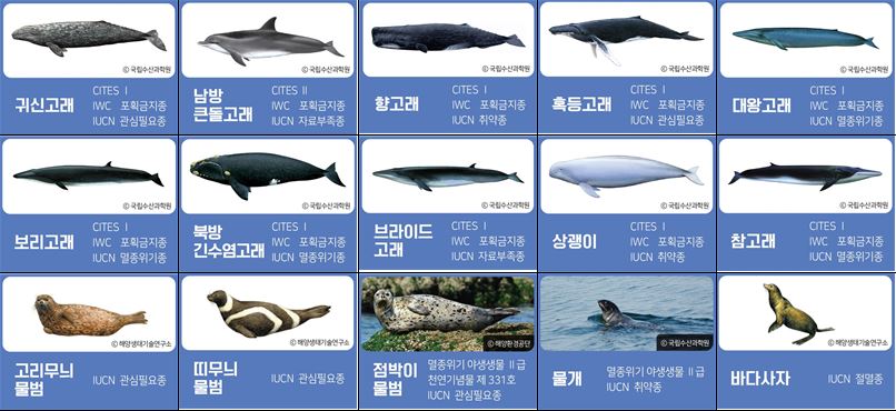해양보호생물 목록 중 일부. (사진 해수부 제공)