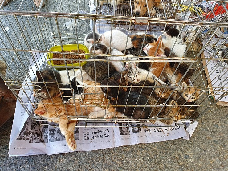 지역 5일장 등에서 불법적으로 판매되고 있는 동물들.(자료사진)