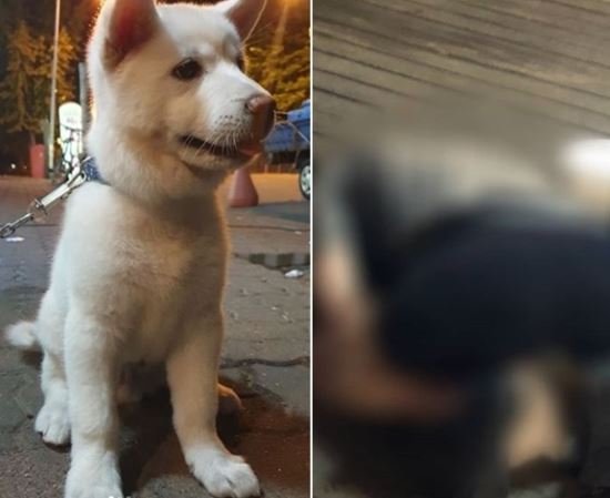 지난 5월 17일  경기 이천에서 길 가던 행인에게 폭행당한 3개월 된 강아지.(사진 SNS 캡처)