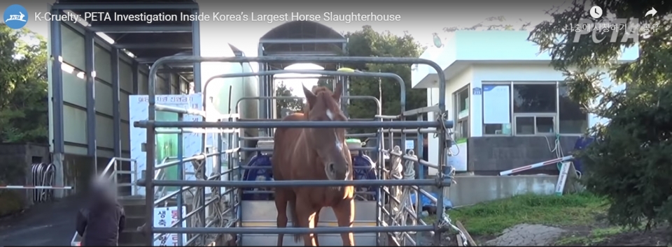 지난 5월 미국 동물보호단체 페타(PETA)가 유튜브 공식채널에 올린 영상 캡처.