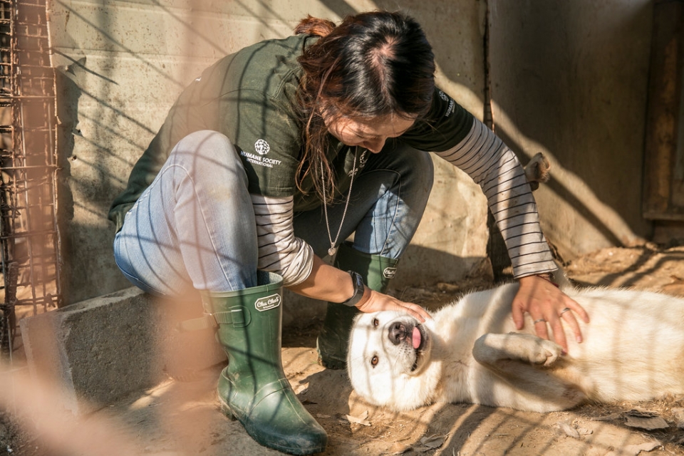 동물보호단체인 휴메인소사이어티인터내셔널(HSI)이 경기도에 위치한 한 식용견 농장에서 90여마리의 개들을 구조했다.(사진 HSI 제공)