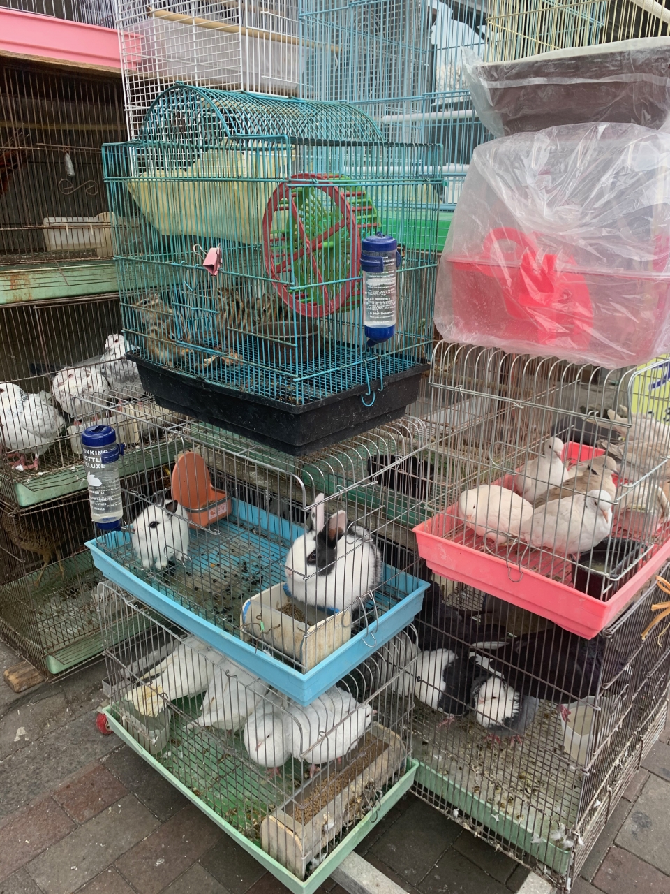 야생동물카페와 청계천 판매업장 모습.(사진 어웨어 제공)