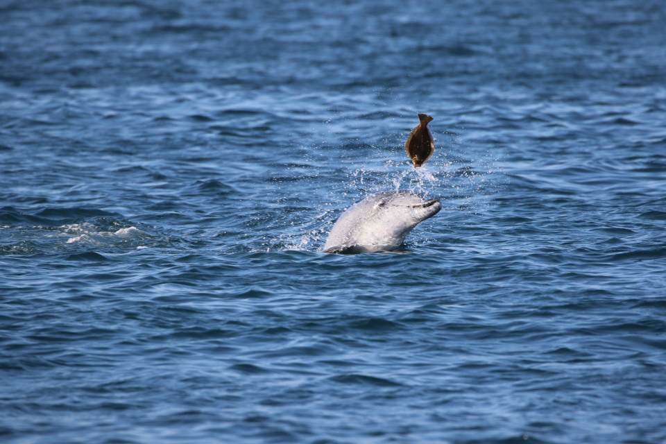 2020년 3월 제주 대정 앞바다에서 활발하게 먹이활동을 하며 살아가고 있는 남방큰돌고래들 모습. 사진들은 핫핑크돌핀스가 육상에서 촬영했다.(사진 핫핑크돌핀스 제공)