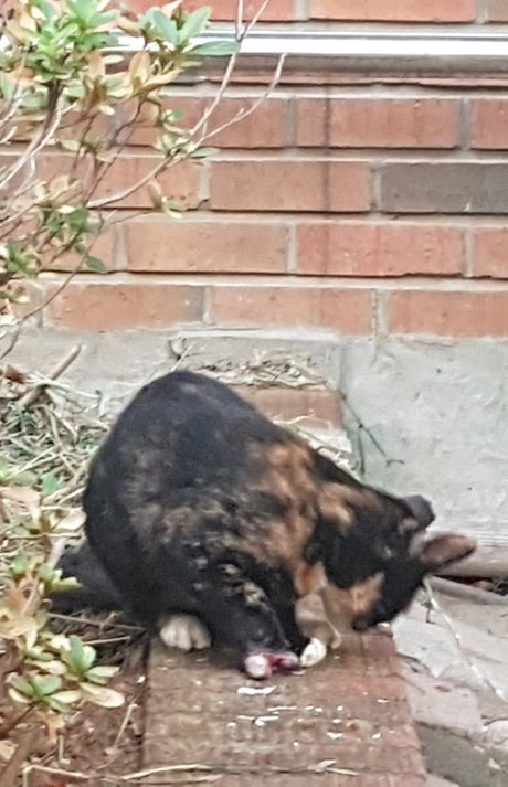 2019년 8월 28일 앞발이 절단된 채 발견된 고양이.(사진 '한동냥' 제공)