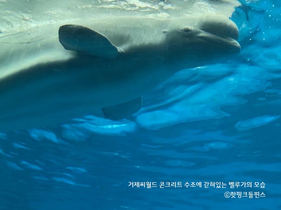 거제씨월드에서 돌고래 체험에 이용되어 온 흰돌고래 벨루가.(사진 핫핑크돌핀스 제공)