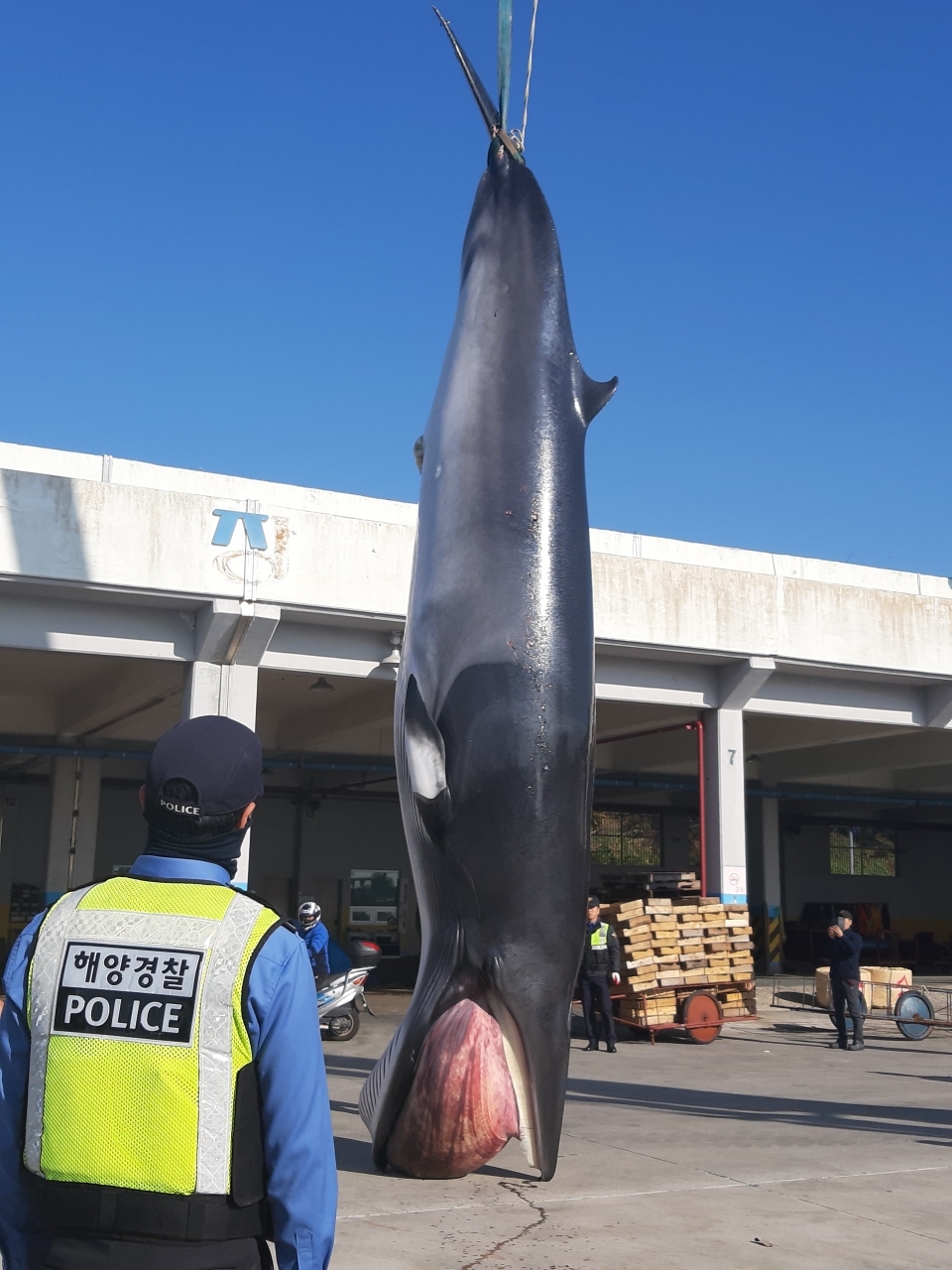 2019년 12월 2일 울산시 동구 방어진항에서 밍크고래 가 육지로 인양되고 있다. 울산해양경찰서는 이날 울산항 묘박지에서 표류하고 있던 고래 사체를 경비함정이 발견해 방어진항으로 옮겼다고 밝혔다. (사진 울산해양경찰서 제공)