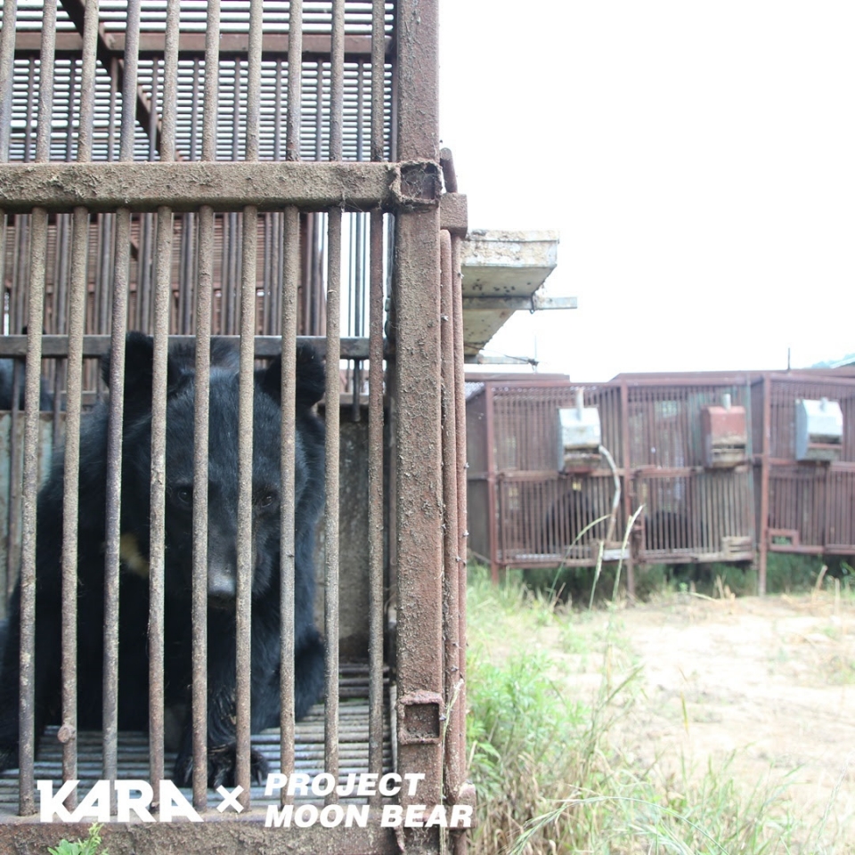 카라와 곰보금자리프로젝트는 지난 5월 강원도 화천 곰 사육농가에서 사육을 포기해 죽음을 앞두고 있는 사육곰 15마리에 대한 소유권을 농장주로부터 넘겨받았다고 14일 밝혔다.