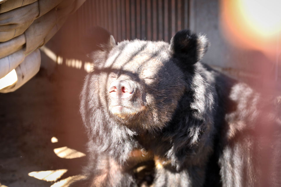 동해시에서 구조된 사육곰 모습.(사진 동무자유연대 제공)