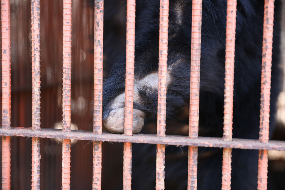 동해시에서 구조된 사육곰 모습. 어릴 때 사고로 팔이 잘린 곰.