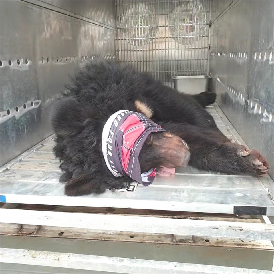 마취 후 크레이트에 들어가 있는 곰의 모습.(사진 동물자유연대 제공)