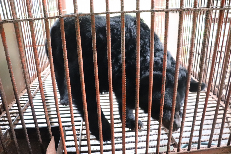 선천적으로 눈에 장애가 있는 곰의 모습.(사진 동물자유연대 제공)